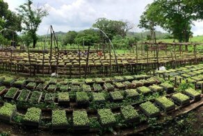 Коста-Рика — планетный лидер по восстановлению лесов