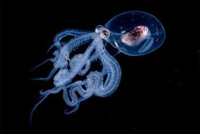 Фотограф запечатлел осьминога с прозрачной головой