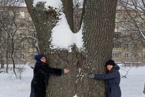 Не пережил Собянина: в Москве спилили 300-летний дуб
