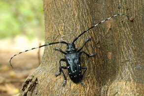 Китай наносит ответный удар. Месть за колорадского жука