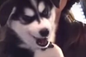 Щенок хаски издает забавные звуки, когда пытается выть