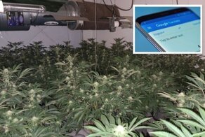 Житель Британии вместо Google Translate случайно открыл на телефоне видео с  фермы каннабиса