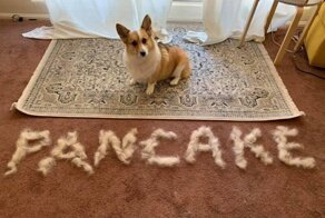 Хозяева показали сколько шерсти можно счесать с собаки