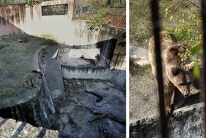 Закрылся адский зоопарк, где жил «самый одинокий в мире слон»