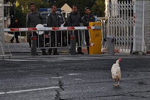 Ливанская курица сбежала в Израиль и попросила политическое убежище