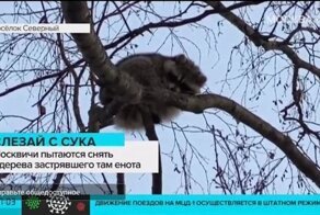 Что может пойти не так, если ты енот?