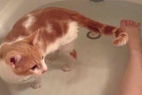 15 домашних липучек, из цепких лапок которых никуда не деться