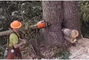 Неожиданная находка в дереве