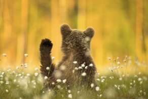 Победители конкурса Nature Photographer Of The Year 2020