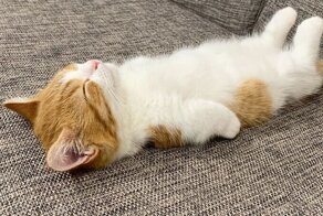 Что за прелесть: спящие котейки, которыми можно умиляться часами