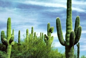 Почти всё о кактусах