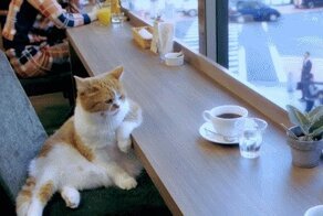 Кошачьи гифки в рыжих тонах