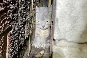Пожарные спасли кошку, застрявшую в крошечной щели между двумя стенами