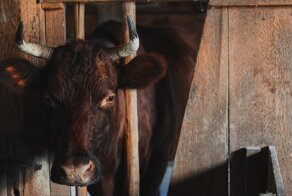 Год какого животного 2021 по восточному календарю