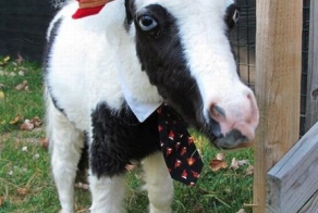 Самая крохотная лошадка в мире (25 фото + видео)