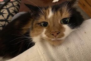 Примеры, когда по одному только взгляду легко понять величину любви питомцев к их хозяевам