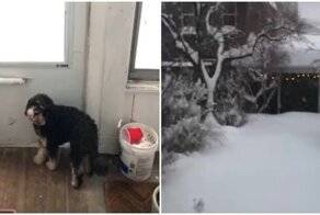 Маленький любитель сугробов