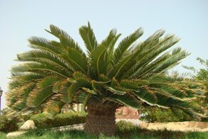 Чуть- чуть о пальмах