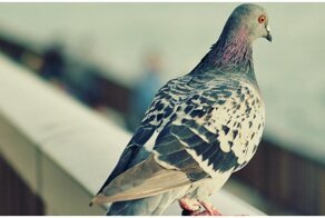 В столичных многоэтажках заживо замуровывали голубей