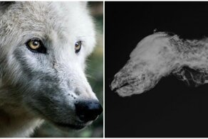 Археологи нашли мумию волчонка возрастом 57 тысяч лет