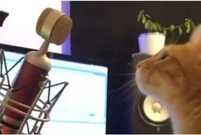 Чем занимаются кошки, когда хозяев нет дома
