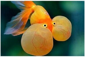 20 самых впечатляющих экзотических рыбок с поразительной внешностью