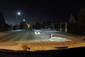 В Свердловской области бродячая собака напала на школьника, на помощь подоспел проезжавший мимо автомобилист