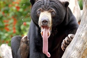 Животные, показывающие язык (20 Фото)