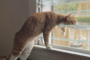 От них не скрыться: 30 животных, которым ну очень любопытно, что происходит на улице