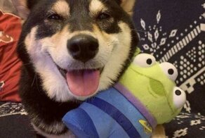 30 питомцев, которые не могут прожить и дня без любимой игрушки