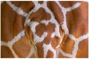 Дикие попы: сторона, на которую никто особо не смотрит