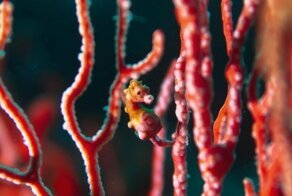 15 хитрых зверюг, которые умеют прятаться лучше любого шпиона