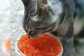 Голод не тётка