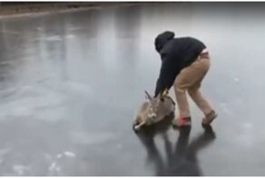 Спасение оленя со льда замерзшего водоема