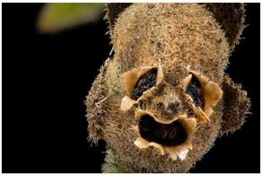 Флора с закосом под фауну: 25 удивительных примеров растительной парейдолии