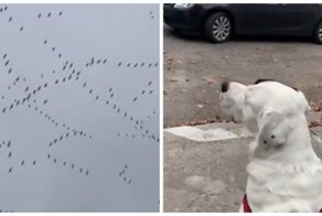 Эти перелетные птицы явно что-то знают