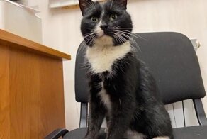 Из мешка и прямиком в министерство: спасённый кот из Ульяновской области получил работу