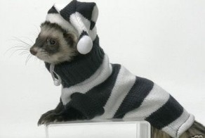 Прикольные хорьки в свитерах (6 Фото)