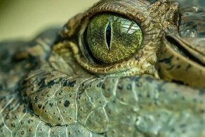 Ученые рассказали о гигантском крокодиле, который охотился на кенгуру 5 млн лет назад