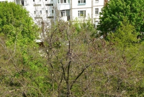 Редкий сосед поселился во дворе (5 фото)