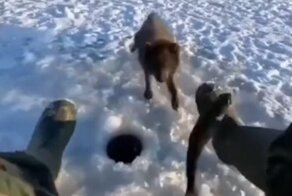 Забавная встреча рыбака с голодными песцами