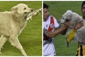 В Боливии собака выбежала на поле во время матча и украла бутсу