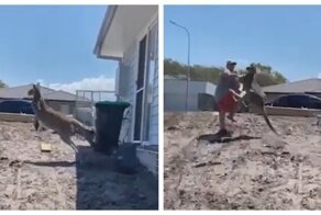 Кенгуру обиделся и дал мужику леща