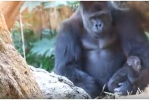 Горилла-шутник похищает своих детенышей, заставляя самку гоняться за ним