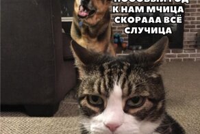 Смешные и познавательные картинки