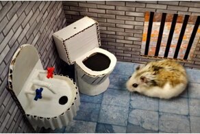 Эффектный побег хомяка из тюрьмы-лабиринта