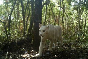 Уникальная мутация: в Бразилии впервые заметили белую пуму