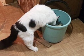 Одиноким предоставляется… кот! Есть кот — есть и компания