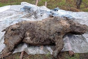 В Якутии нашли тушу шерстистого носорога уникальной сохранности