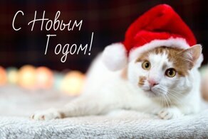 Ждем чуда на  Новый год